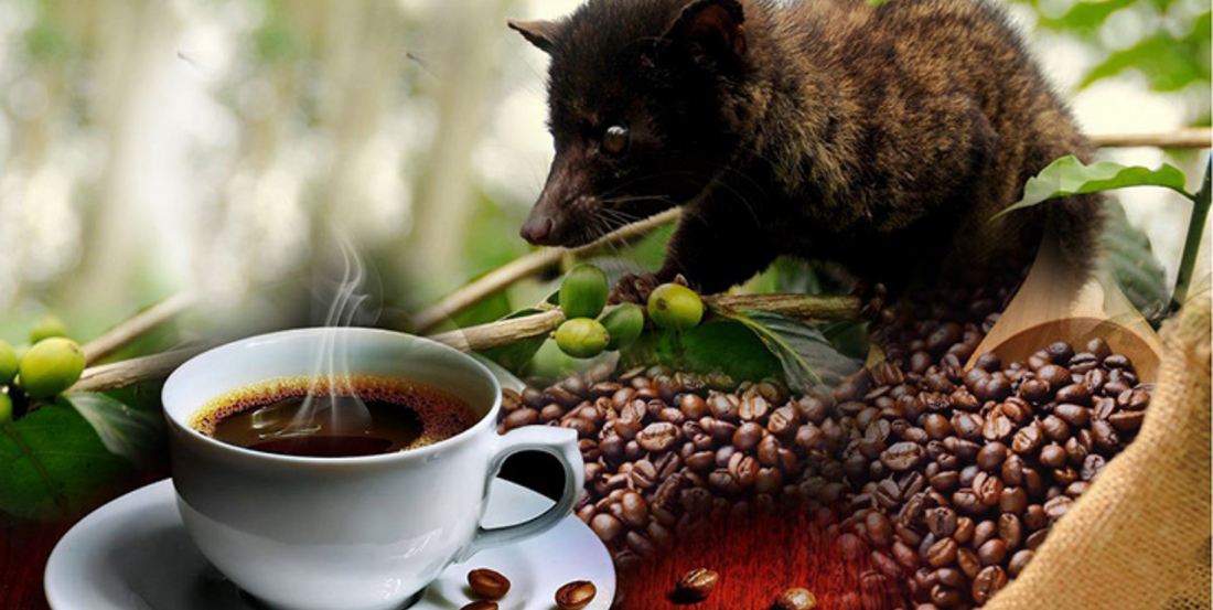 One of the World's Most Expensive Coffee...
